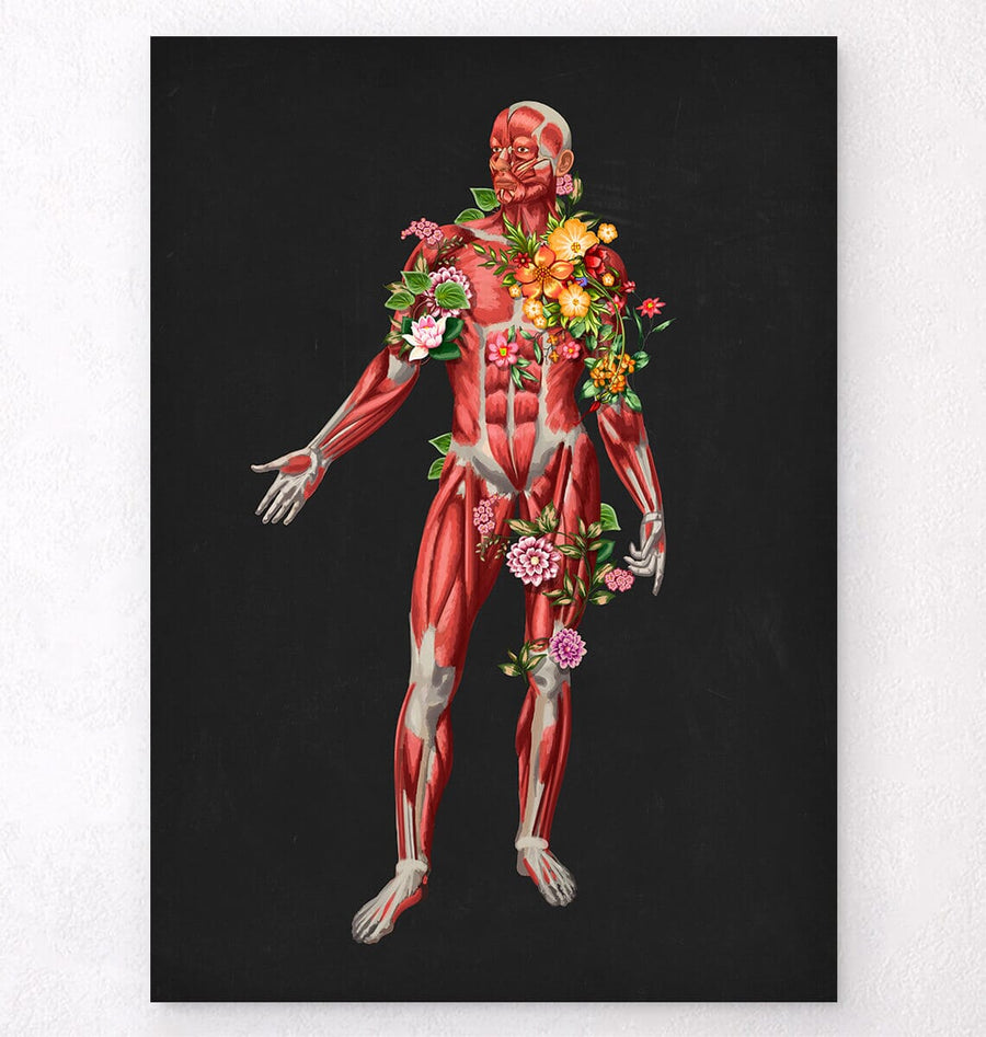 Front Muscles Anatomy Upper Body Male Anatomy Of Muscular And Skeletal