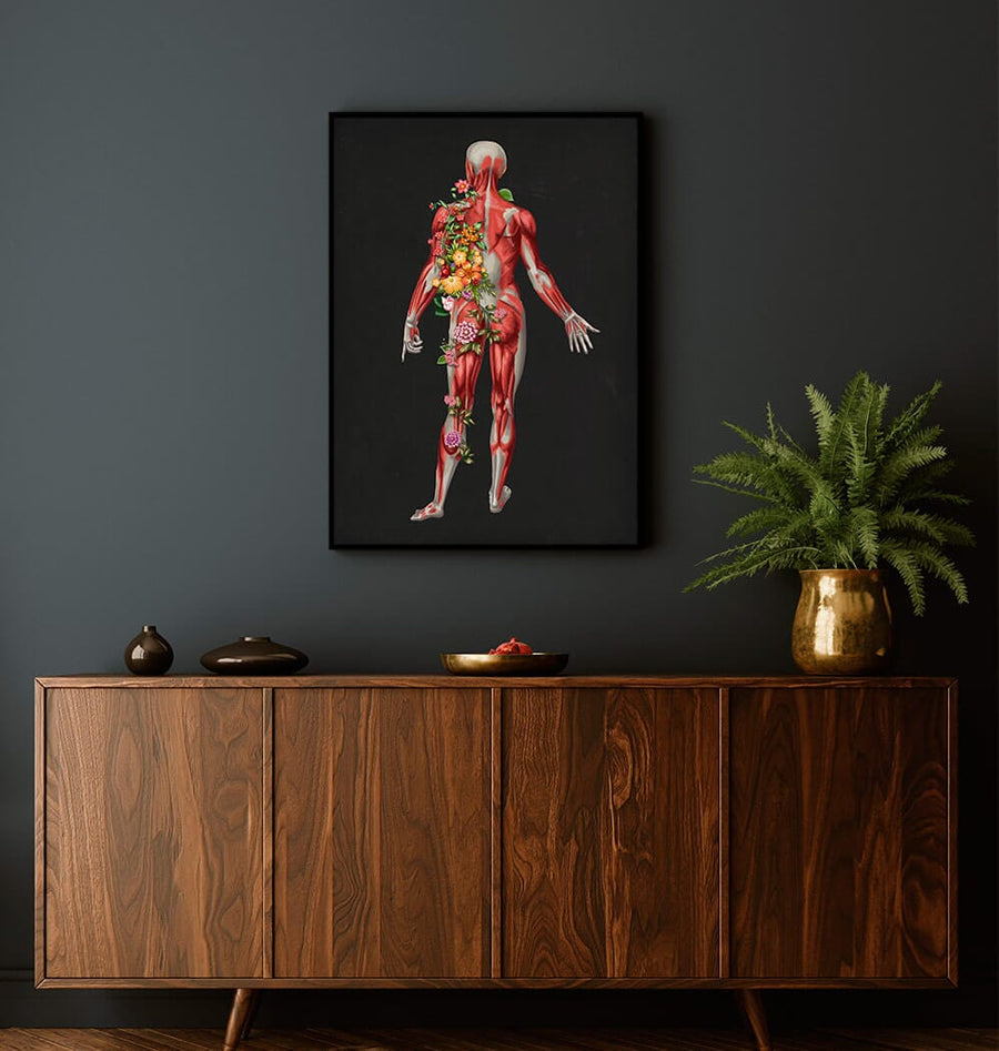 Muscular system anatomy poster