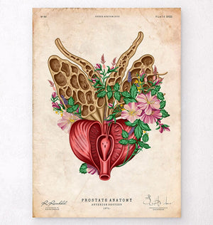 Prostate anatomy poster
