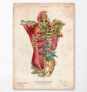 Torso anatomy poster vintage