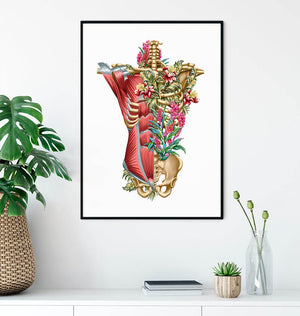 Torso anatomy poster