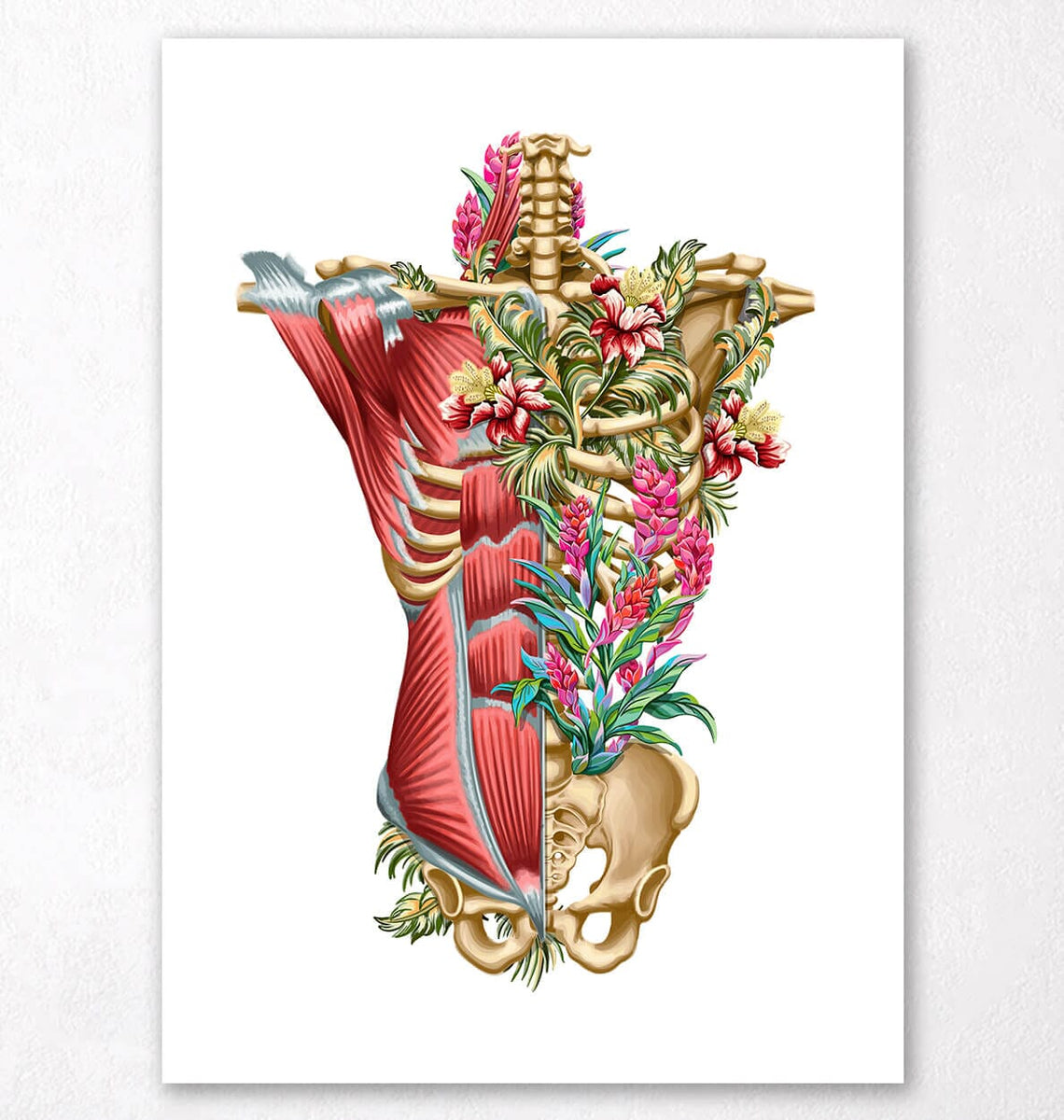 Torso muscles and bones - Anatomy Art - Codex Anatomicus