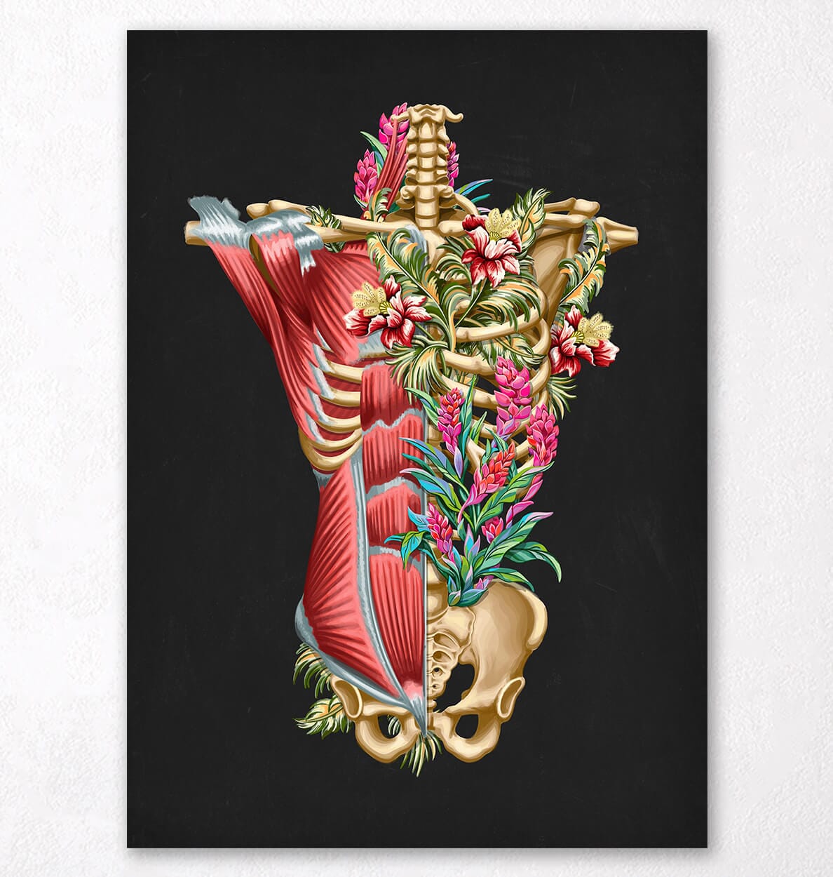 Torso Muscles And Bones Anatomy Art Codex Anatomicus 0407