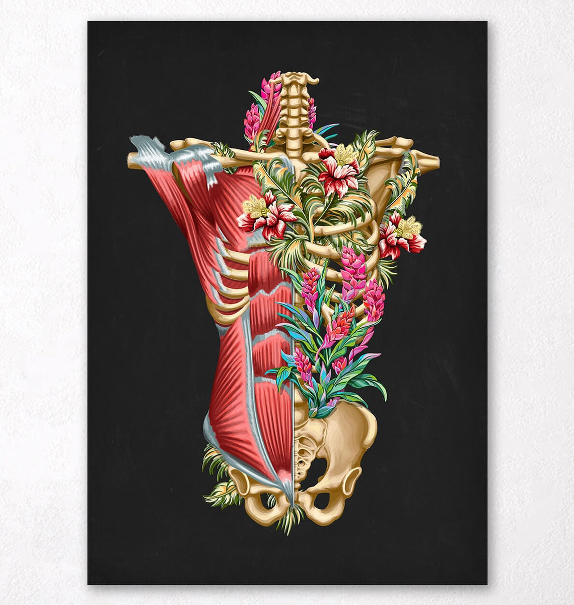 Torso muscles and bones - Anatomy Art - Codex Anatomicus