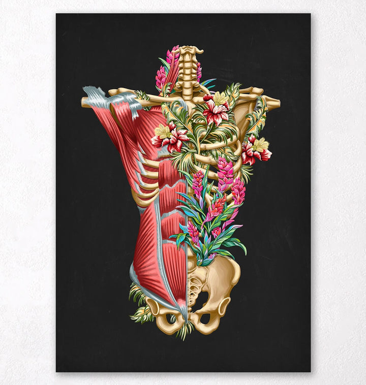 Anatomy art print - Torso muscles and bones