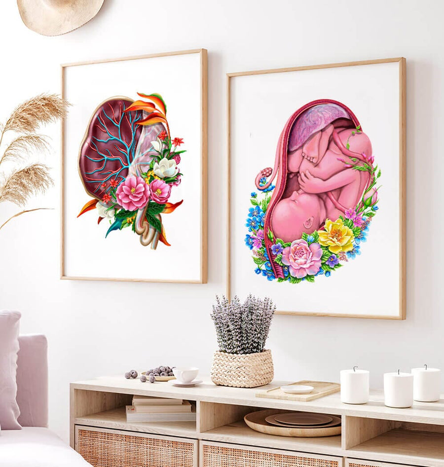 OBGYN anatomy posters - placenta and fetus