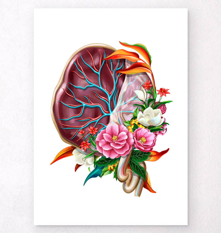 Placenta anatomy poster