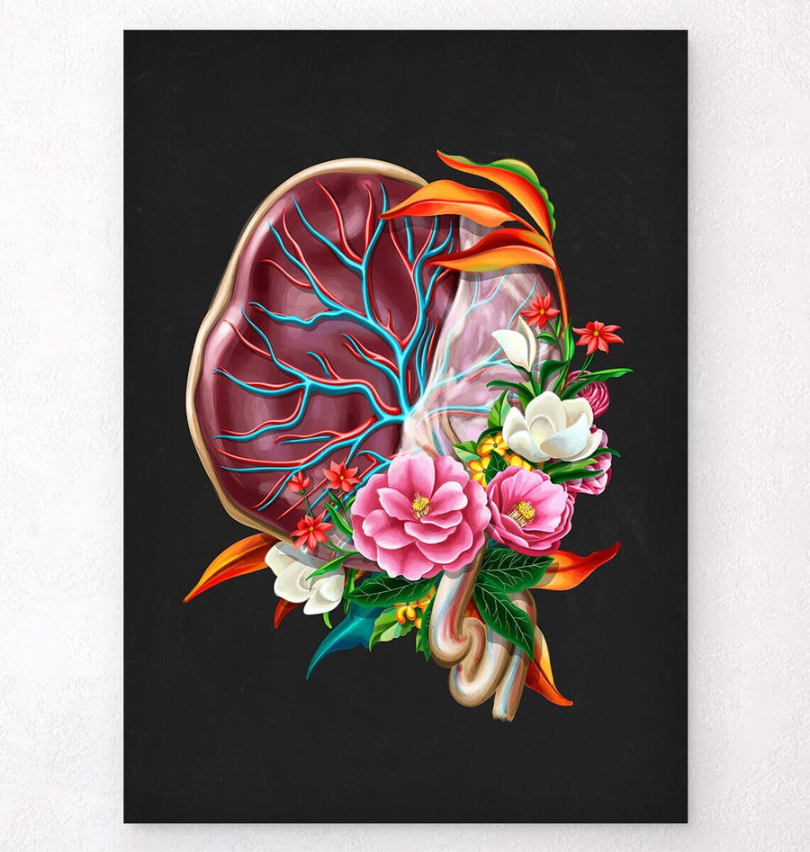 Placenta Anatomy Art Print Codex Anatomicus placenta-anatomy-art-print-codex-anatomicus