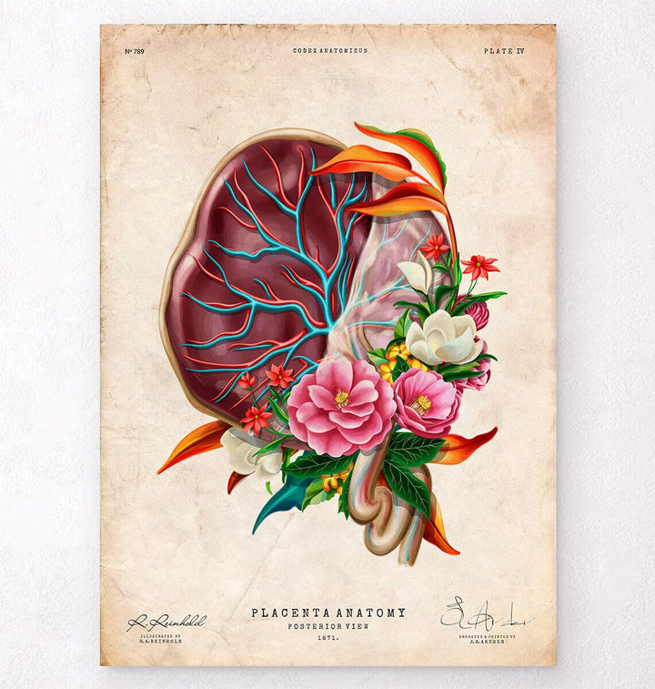 Placenta vintage anatomy poster