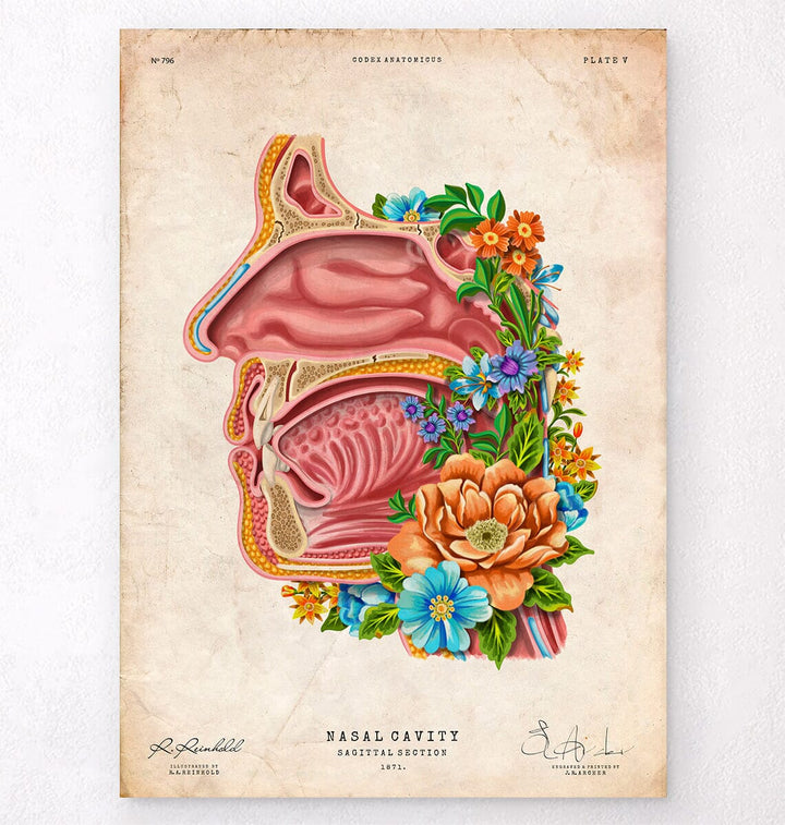 nasal cavity anatomy poster