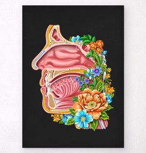 Nasal cavity anatomy art