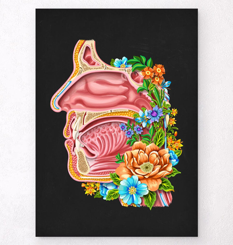 Nasal cavity anatomy art