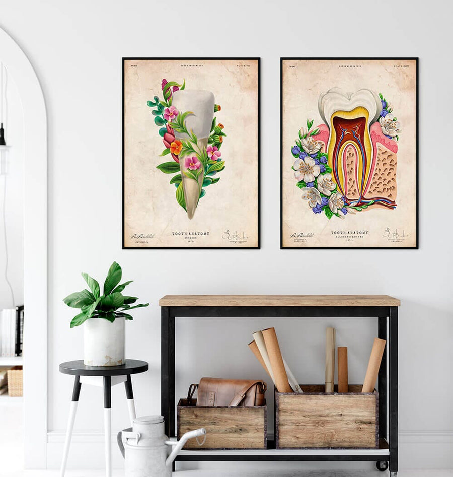 Dental clinic decor - tooth anatomy poster