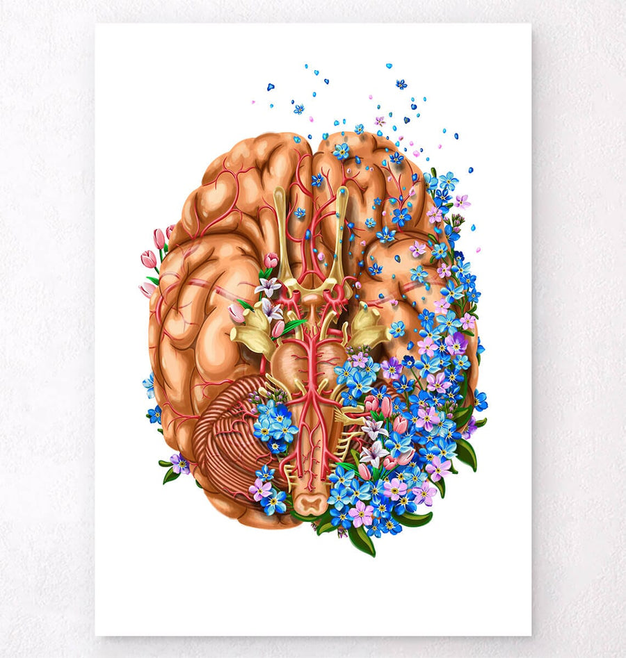 Brain anatomy art print