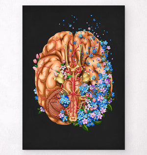 Brain anatomy art print