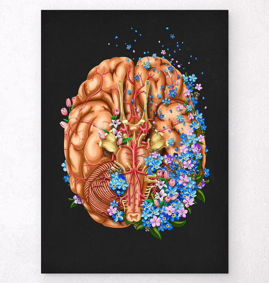 Brain anatomy art print