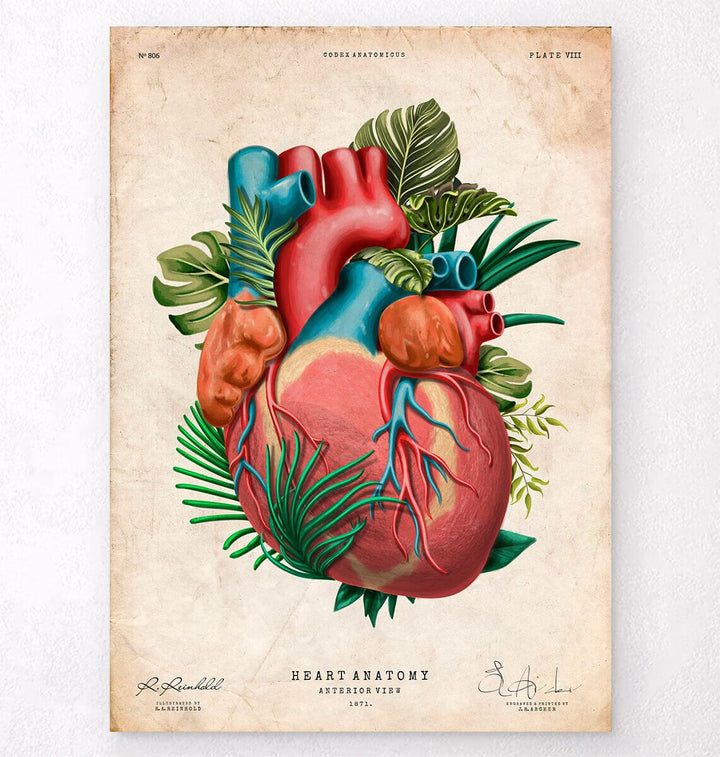 Vintage heart anatomy poster