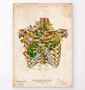 Intercostal nerves anatomy