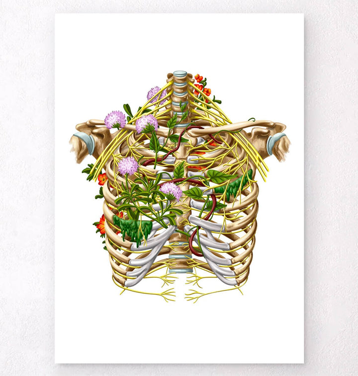 Intercostal nerves poster