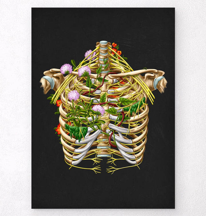 Intercostal nerves anatomy