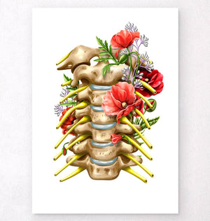 Cervical spinal nerves anatomy poster