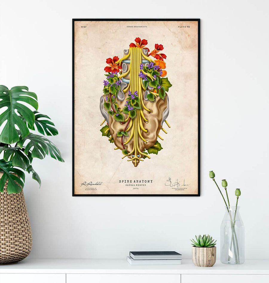 Sacral nerves anatomy poster