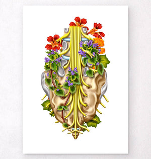 sacral nerves anatomy poster