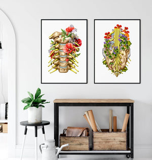 Spinal nerves anatomy poster