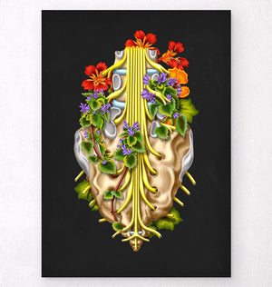 Anatomy of sacral plexus poster