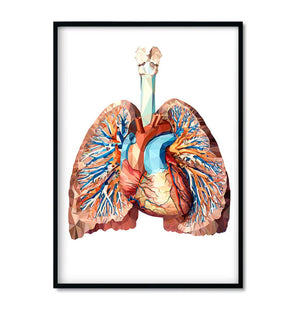 geometrical heart and lungs anatomy poster by codex anatomicus