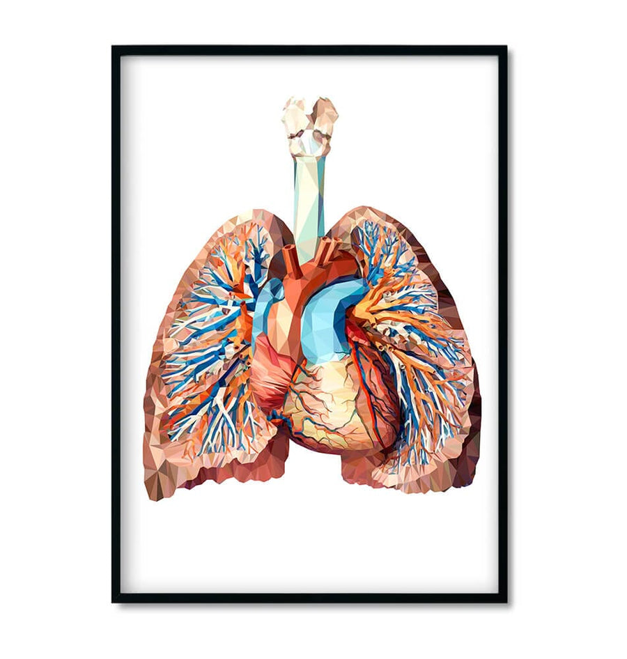 geometrical heart and lungs anatomy poster by codex anatomicus