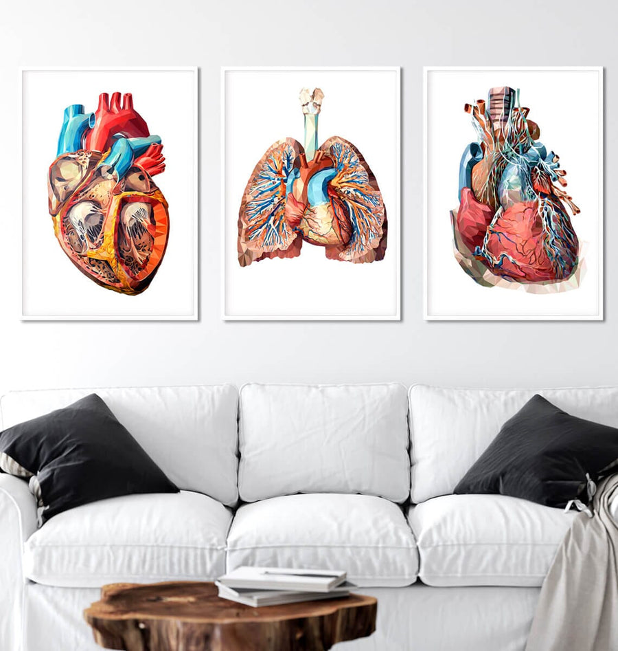 geometric anatomy art set for cardiology clinic and general practiced framed in white wooden frames and decorating a patients waiting room 