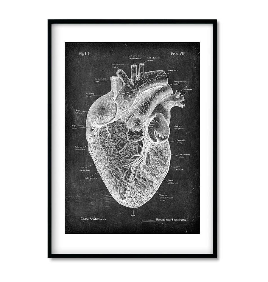 heart anatomy art print in chalkboard style by codex anatomicus