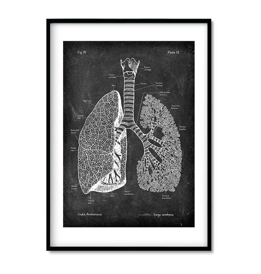 lungs anatomy poster in chalkboard style by codex anatomicus