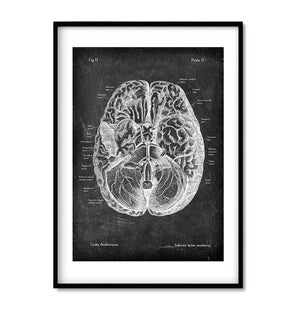 brain anatomy art print in chalkboard style by codex anatomicus