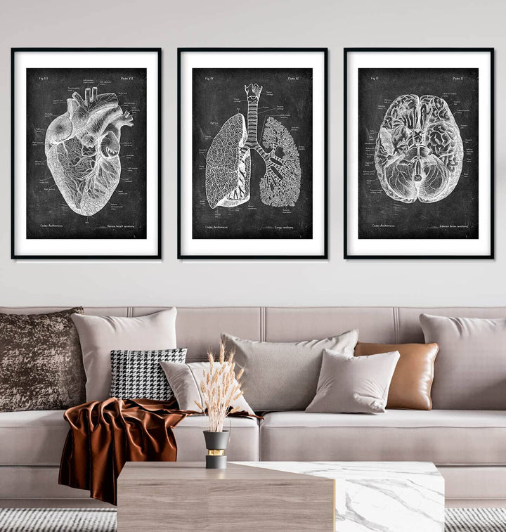 anatomy art print set consisting of heart anatomy poster, brain anatomy poster and lungs anatomy poster in chalkboard style. they are framed on the wall decorating a living room