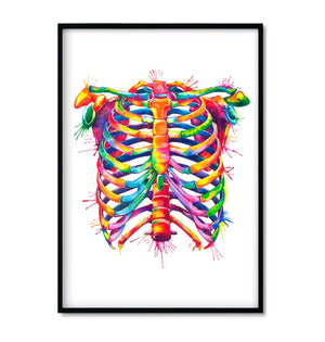 framed human rib cage anatomy art print in watercolor style by codex anatomicus