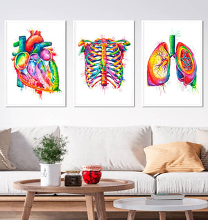 watercolor anatomy art print set in white frames featuring heart anatomy, rib cage anatomy and lungs anatomy by codex anatomicus