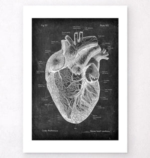 Test Product - Heart anatomy