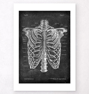 Thorax anatomy poster