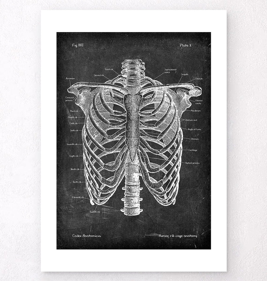 Human Ribs Drawing