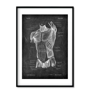 torso muscles anatomy art print in chalkboard style by codex anatomicus