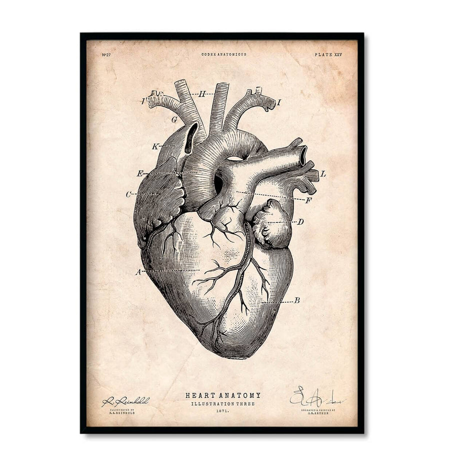 heart anatomy art print in vintage medical book style by codex anatomicus