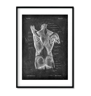 back muscles anatomy poster in chalkboard style by codex anatomicus