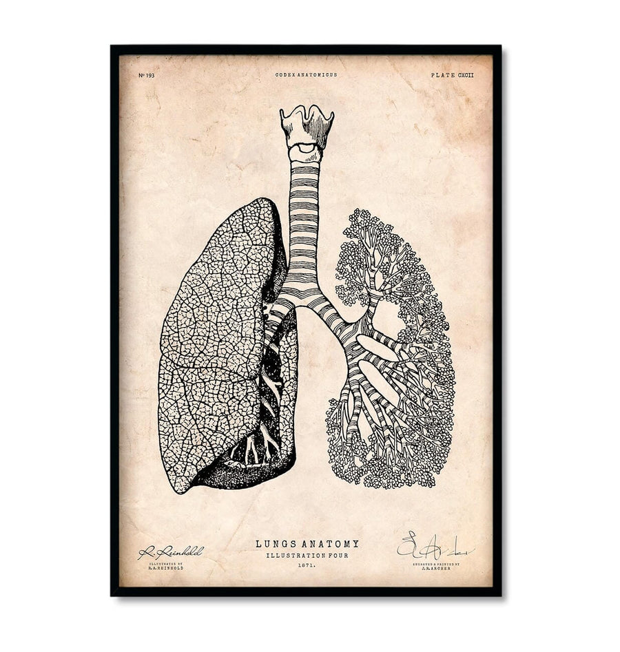 lungs anatomy art print in vintage medical book style by codex anatomicus