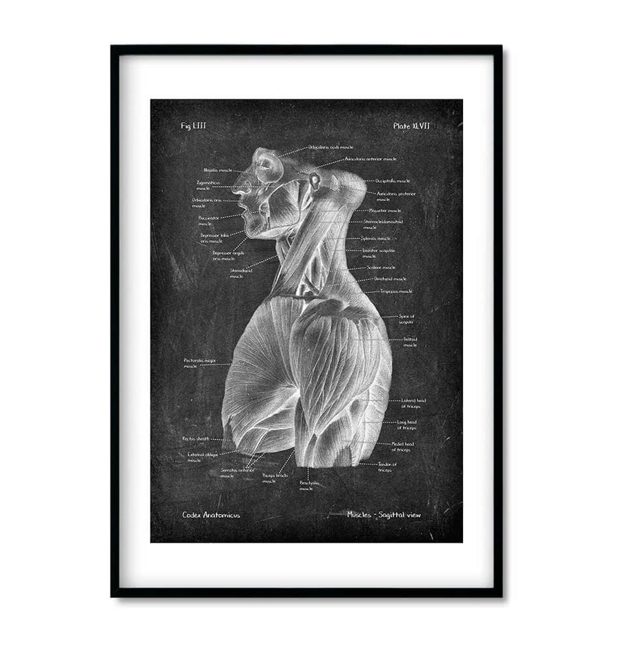 shoulder muscles anatomy art print in chalkboard style by codex anatomicus