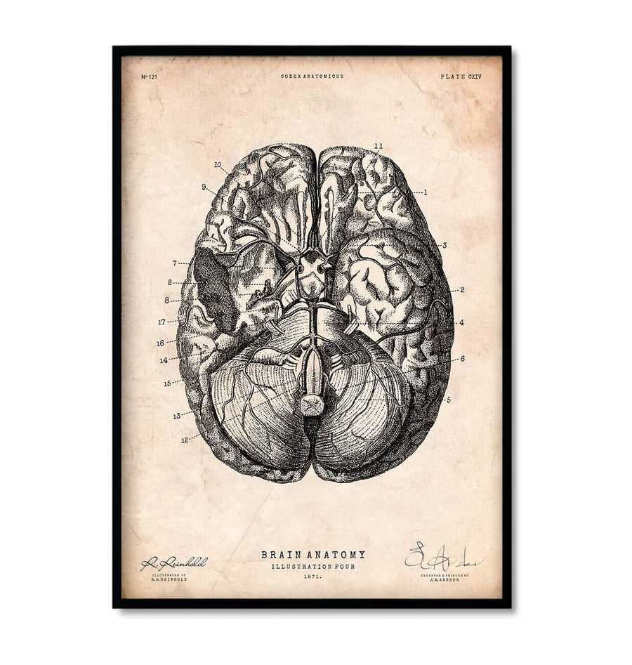 brain anatomy poster in vintage medical book style by codex anatomicus