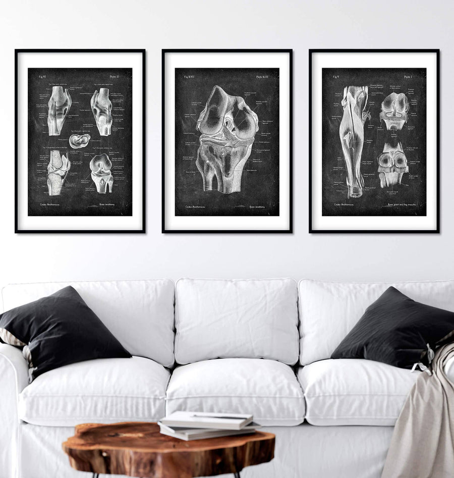 Knee anatomy posters