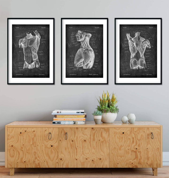 torso muscles anatomy art set by codex anatomicus decorating a physiotherapy waiting room
