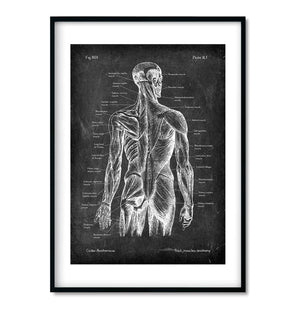 Chalkboard Rücken Anatomie - 3er Set